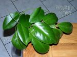 ././Photos/Plantes/Hoya_S-T-U-V-W/Mini/20surig497-IMG_7415.jpg