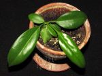 ././Photos/Plantes/Hoya_S-T-U-V-W/Mini/20surig497-IMG_7948a.jpg