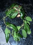 ././Photos/Plantes/Hoya_S-T-U-V-W/Mini/20surigEG497-IMG_2625.jpg