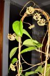 ././Photos/Plantes/Hoya_S-T-U-V-W/Mini/20surigao-DSC_2301.jpg