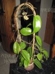 ././Photos/Plantes/Hoya_S-T-U-V-W/Mini/20surigao-IMG_0994.jpg