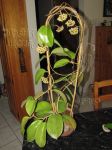 ././Photos/Plantes/Hoya_S-T-U-V-W/Mini/20surigao-IMG_2588.jpg