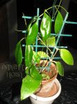 ././Photos/Plantes/Hoya_S-T-U-V-W/Mini/20tom-IMG_8020.JPG