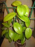 ././Photos/Plantes/Hoya_S-T-U-V-W/Mini/20verG-IMG_0021.jpg