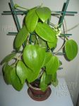 ././Photos/Plantes/Hoya_S-T-U-V-W/Mini/20verticG-IMG_1125.jpg