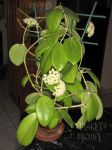 ././Photos/Plantes/Hoya_S-T-U-V-W/Mini/20verticG-IMG_7357.jpg