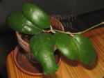 ././Photos/Plantes/Hoya_S-T-U-V-W/Mini/20vit-IMG_2603.JPG