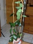 ././Photos/Plantes/Hoya_S-T-U-V-W/Mini/20vitelIPPS-IMG_2327.jpg