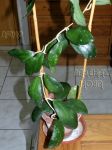 ././Photos/Plantes/Hoya_S-T-U-V-W/Mini/20vitelIPPS-IMG_2328.jpg