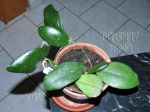 ././Photos/Plantes/Hoya_S-T-U-V-W/Mini/20vitelIPPS4072-IMG_4269.jpg