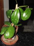 ././Photos/Plantes/Hoya_S-T-U-V-W/Mini/20vitelli-IMG_0706.jpg