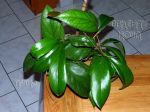 ././Photos/Plantes/Hoya_S-T-U-V-W/Mini/20vitellino-IMG_8591.jpg