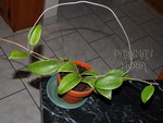 ././Photos/Plantes/Hoya_S-T-U-V-W/Mini/20wiberg-IMG_3413a.jpg