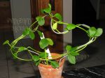 ././Photos/Plantes/Hoya_S-T-U-V-W/Mini/22wig-pl-IMG_7089.jpg