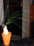 ././Photos/Plantes/Hoya_S-T-U-V-W/Mini/25sparti-IMG_8221a.jpg