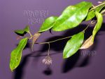 ././Photos/Plantes/Hoya_S-T-U-V-W/Mini/25telosm-IMG_1859.jpg