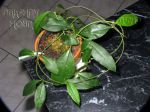 ././Photos/Plantes/Hoya_S-T-U-V-W/Mini/25telosm-IMG_2955.jpg