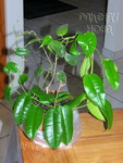 ././Photos/Plantes/Hoya_S-T-U-V-W/Mini/34virace-IMG_7466.jpg