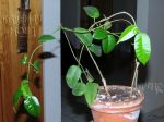 ././Photos/Plantes/Hoya_S-T-U-V-W/Mini/34viracen-IMG_4686.jpg