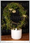 ././Photos/Plantes/Hoya_S-T-U-V-W/Mini/solaniflora01MA.jpg