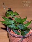 ././Photos/Plantes/Hoya_S-T-U-V-W/Mini/solaniflora02a.jpg