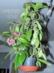 ././Photos/Plantes/Hoya_Z-cv/Mini/01RedPlum-IMG_1870.jpg