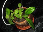 ././Photos/Plantes/Hoya_Z-cv/Mini/07lacXobs-IMG_6462.JPG