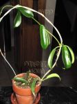 ././Photos/Plantes/Hoya_Z-sp/Mini/01Hum-IMG_2968.JPG