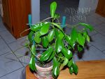 ././Photos/Plantes/Hoya_Z-sp/Mini/01Huming-IMG_8624.jpg