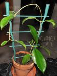 ././Photos/Plantes/Hoya_Z-sp/Mini/01MHS-MS-HSwf-IMG_2971.JPG