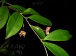 ././Photos/Plantes/Hoya_Z-sp/Mini/03B04-RedBowlSH-IMG_0547.jpg