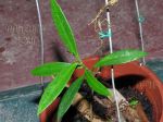 ././Photos/Plantes/Hoya_Z-sp/Mini/05GgRiAG1309-IMG_6494.jpg