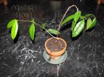 ././Photos/Plantes/Hoya_Z-sp/Mini/05SDK41-IMG_0985.jpg