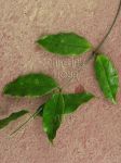 ././Photos/Plantes/Hoya_Z-sp/Mini/05SDK41-IMG_1700.jpg