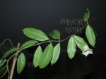 ././Photos/Plantes/Hoya_Z-sp/Mini/05SDK41-IMG_1897.jpg