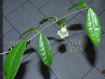 ././Photos/Plantes/Hoya_Z-sp/Mini/05SDK41-IMG_1900.jpg