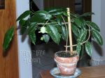 ././Photos/Plantes/Hoya_Z-sp/Mini/05SDK41-IMG_8013.jpg