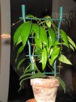 ././Photos/Plantes/Hoya_Z-sp/Mini/06Amb-IMG_2200.JPG