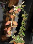 ././Photos/Plantes/Hoya_Z-sp/Mini/06DS70-IMG_8127.jpg