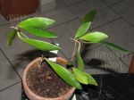 ././Photos/Plantes/Hoya_Z-sp/Mini/06FireB-IMG_7544a.jpg