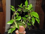 ././Photos/Plantes/Hoya_Z-sp/Mini/06MalukPS-IMG_4754a.jpg