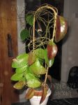 ././Photos/Plantes/Hoya_Z-sp/Mini/06SBH35-IMG_0927.jpg