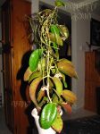 ././Photos/Plantes/Hoya_Z-sp/Mini/06SBH35-IMG_6825.jpg