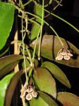 ././Photos/Plantes/Hoya_Z-sp/Mini/06SBH35-IMG_6829.jpg