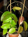 ././Photos/Plantes/Hoya_Z-sp/Mini/06SBH35-IMG_7022.jpg