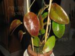 ././Photos/Plantes/Hoya_Z-sp/Mini/06SBH37-IMG_3299.JPG