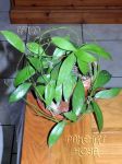 ././Photos/Plantes/Hoya_Z-sp/Mini/06UT011-IMG_2388.jpg