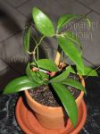 ././Photos/Plantes/Hoya_Z-sp/Mini/06UT011-IMG_8707.JPG