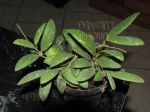 ././Photos/Plantes/Hoya_Z-sp/Mini/06VL9-IMG_2049.JPG