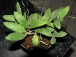 ././Photos/Plantes/Hoya_Z-sp/Mini/06VL9-IMG_2050.JPG